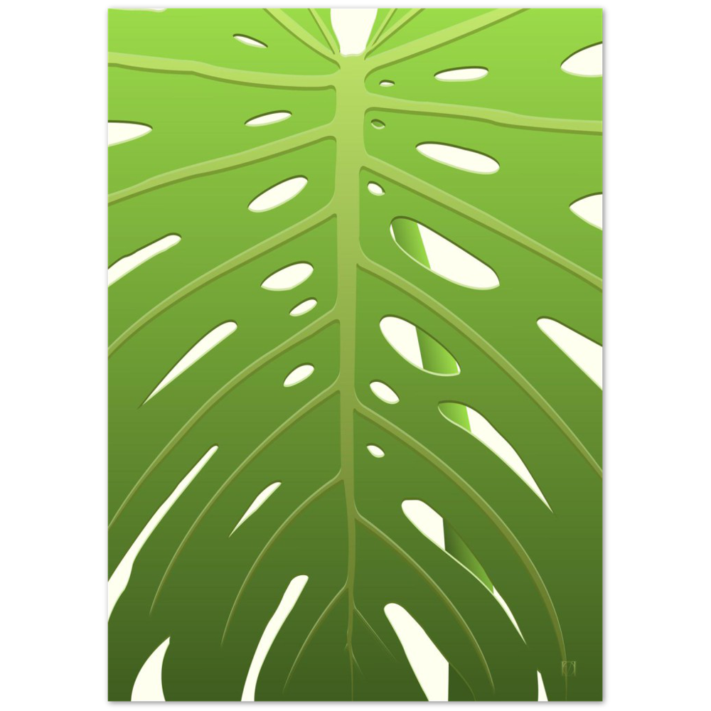 Monstera deliciosa - Egillustrerer - Plakat av et stort blad fra en monstera deliciosa. Bladet dekker hele arket og man kan se stilken til bladet gjennom hull i bladet. Hovedfargen er grønn og går fra lys grønn på toppen til mørk grønn på bunn. Hele bladet står foran en hvit bakgrunn.