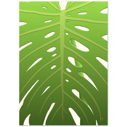 Monstera deliciosa - Egillustrerer - Plakat av et stort blad fra en monstera deliciosa. Bladet dekker hele arket og man kan se stilken til bladet gjennom hull i bladet. Hovedfargen er grønn og går fra lys grønn på toppen til mørk grønn på bunn. Hele bladet står foran en hvit bakgrunn.
